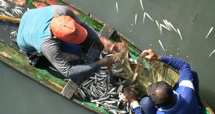 Fenomena Munculnya Kawanan Ikan di Sungai Hebohkan Warga Baubau