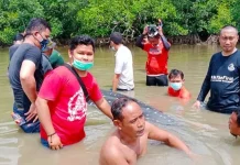 Hiu Paus Sepanjang 3 Meter Terdampar di Sungai Belakang Rumah Warga Hiu Paus Sepanjang 3 Meter Terdampar di Sungai Belakang Rumah Warga