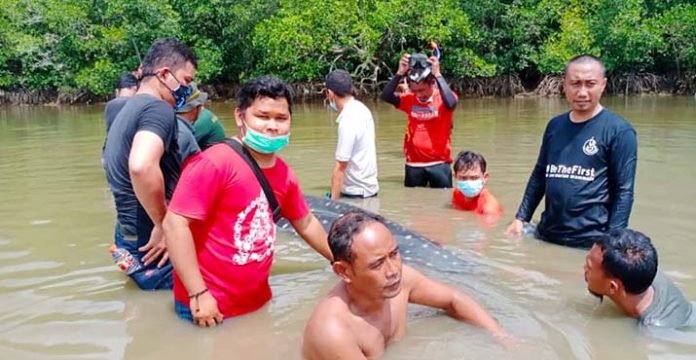 Hiu Paus Sepanjang 3 Meter Terdampar di Sungai Belakang Rumah Warga