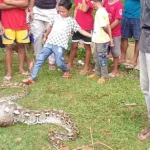 Warga Mubar Temukan Ular Piton 6 Meter yang Diduga Memangsa Anak Sapi Warga Mubar Temukan Ular Piton 6 Meter yang Diduga Memangsa Anak Sapi