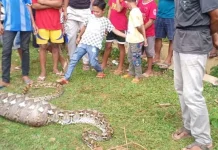Warga Mubar Temukan Ular Piton 6 Meter yang Diduga Memangsa Anak Sapi Warga Mubar Temukan Ular Piton 6 Meter yang Diduga Memangsa Anak Sapi