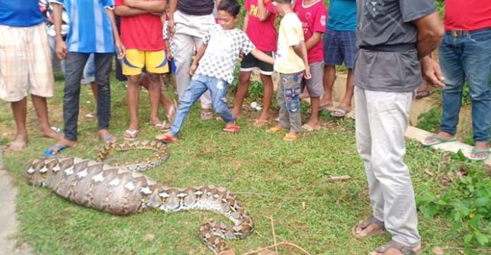 Warga Mubar Temukan Ular Piton 6 Meter yang Diduga Memangsa Anak Sapi