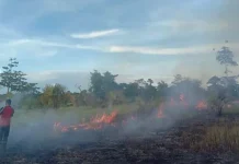 Awal Tahun, Kawasan TNRAW Sudah 4 Kali Terbakar Awal Tahun, Kawasan TNRAW Sudah 4 Kali Terbakar