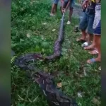 Ular Piton Sepanjang 7 Meter Gegerkan warga Kabawo Muna Ular Piton Sepanjang 7 Meter Gegerkan warga Kabawo Muna