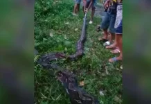 Ular Piton Sepanjang 7 Meter Gegerkan warga Kabawo Muna Ular Piton Sepanjang 7 Meter Gegerkan warga Kabawo Muna