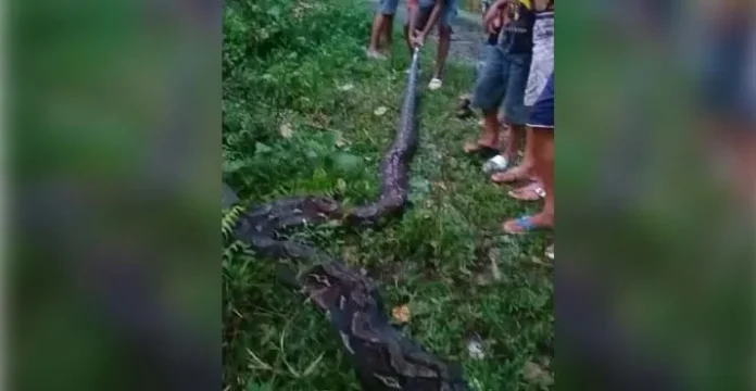 Ular Piton Sepanjang 7 Meter Gegerkan warga Kabawo Muna