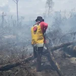 Lahan Gambut di Koltim Terbakar, Diduga Pembukaan Lahan Lahan Gambut di Koltim Terbakar, Diduga Pembukaan Lahan