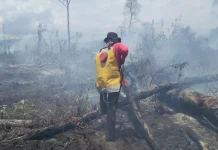 Lahan Gambut di Koltim Terbakar, Diduga Pembukaan Lahan Lahan Gambut di Koltim Terbakar, Diduga Pembukaan Lahan