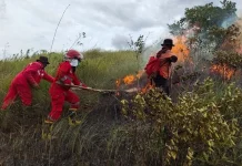 Karhutla Mulai Terjadi, Manggala Agni: Stop Buka Lahan dengan Membakar Karhutla Mulai Terjadi, Manggala Agni: Stop Buka Lahan dengan Membakar