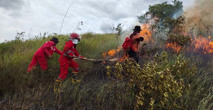 Karhutla Mulai Terjadi, Manggala Agni: Stop Buka Lahan dengan Membakar