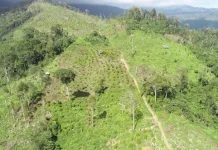 800 Hektar TWA Mangolo di Kolaka Dirambah, Ancaman Krisis Air Menanti 800 Hektar TWA Mangolo di Kolaka Dirambah, Ancaman Krisis Air Menanti