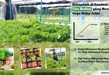 Hidroponik di Kendari: Tren Bertani yang Mendorong Gaya Hidup Sehat (Bagian-1) Hidroponik di Kendari: Tren Bertani yang Mendorong Gaya Hidup Sehat (Bagian-1)