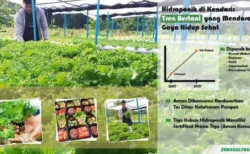 Hidroponik di Kendari: Tren Bertani yang Mendorong Gaya Hidup Sehat (Bagian-1) Hidroponik di Kendari: Tren Bertani yang Mendorong Gaya Hidup Sehat (Bagian-1)