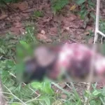 Mayat Tanpa Identitas Ditemukan Warga Konda dalam Hutan Mayat Tanpa Identitas Ditemukan Warga Konda dalam Hutan