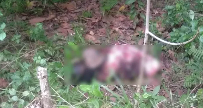 Mayat Tanpa Identitas Ditemukan Warga Konda dalam Hutan