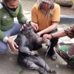 BKSDA Sultra Evakuasi Monyet Mati Akibat Tersengat Listrik BKSDA Sultra Evakuasi Monyet Mati Akibat Tersengat Listrik
