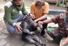 BKSDA Sultra Evakuasi Monyet Mati Akibat Tersengat Listrik BKSDA Sultra Evakuasi Monyet Mati Akibat Tersengat Listrik