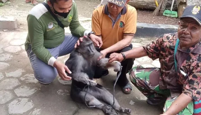 BKSDA Sultra Evakuasi Monyet Mati Akibat Tersengat Listrik