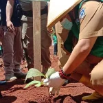 Tanam Jati di Muna, PT SRA Siap Rekrut 2500 Pekerja Tanam Jati di Muna, PT SRA Siap Rekrut 2500 Pekerja