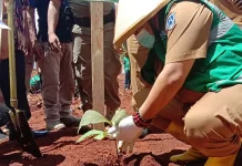 Tanam Jati di Muna, PT SRA Siap Rekrut 2500 Pekerja Tanam Jati di Muna, PT SRA Siap Rekrut 2500 Pekerja