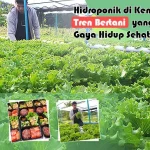 Hidroponik di Kendari: Tren Bertani yang Mendorong Gaya Hidup Sehat (Bagian-2) Hidroponik di Kendari: Tren Bertani yang Mendorong Gaya Hidup Sehat (Bagian-2)