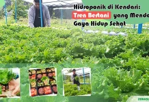 Hidroponik di Kendari: Tren Bertani yang Mendorong Gaya Hidup Sehat (Bagian-2) Hidroponik di Kendari: Tren Bertani yang Mendorong Gaya Hidup Sehat (Bagian-2)