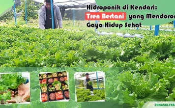 Hidroponik di Kendari: Tren Bertani yang Mendorong Gaya Hidup Sehat (Bagian-2) Hidroponik di Kendari: Tren Bertani yang Mendorong Gaya Hidup Sehat (Bagian-2)