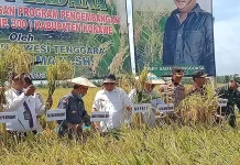 Konawe Panen Padi Perdana di Kawasan Pengembangan Tiga Kali Tanam Konawe Panen Padi Perdana di Kawasan Pengembangan Tiga Kali Tanam