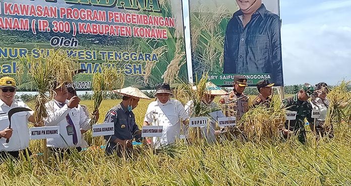 Konawe Panen Padi Perdana di Kawasan Pengembangan Tiga Kali Tanam