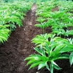 Dua Daerah di Sultra Siap Panen Porang Ilustrasi tanaman porang