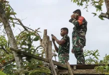 Jaringan Sulit, Tim TNI Bangun Desa di Buton Panjat Pohon Mengirim Data Harian Jaringan Sulit, Tim TNI Bagun Desa di Buton Panjat Pohon Mengirim Data Harian