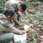 Tiga Ekor Ular Piton yang Ditemukan Warga Wuawua akan Dilepasliarkan di Hutan Wolasi Tiga Ekor Ular Piton yang Ditemukan Warga Wuawua akan Dilepasliarkan di Hutan Wolasi