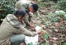 Tiga Ekor Ular Piton yang Ditemukan Warga Wuawua akan Dilepasliarkan di Hutan Wolasi Tiga Ekor Ular Piton yang Ditemukan Warga Wuawua akan Dilepasliarkan di Hutan Wolasi