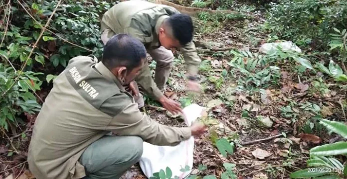 Tiga Ekor Ular Piton yang Ditemukan Warga Wuawua akan Dilepasliarkan di Hutan Wolasi