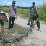 BKSDA Sultra Lepasliarkan Buaya yang Ditemukan Warga Bombana BKSDA Sultra Lepasliarkan Buaya yang Ditemukan Warga Bombana
