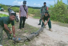 BKSDA Sultra Lepasliarkan Buaya yang Ditemukan Warga Bombana BKSDA Sultra Lepasliarkan Buaya yang Ditemukan Warga Bombana