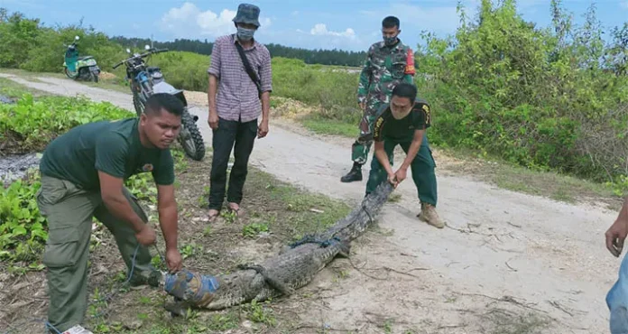 BKSDA Sultra Lepasliarkan Buaya yang Ditemukan Warga Bombana