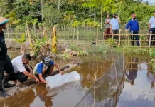 DKP Mubar Salurkan Bantuan 20 Ribu Benih Ikan Air Tawar kepada 11 Kelompok Budidaya DKP Mubar Salurkan Bantuan 20 Ribu Benih Ikan Air Tawar kepada 11 Kelompok Budidaya