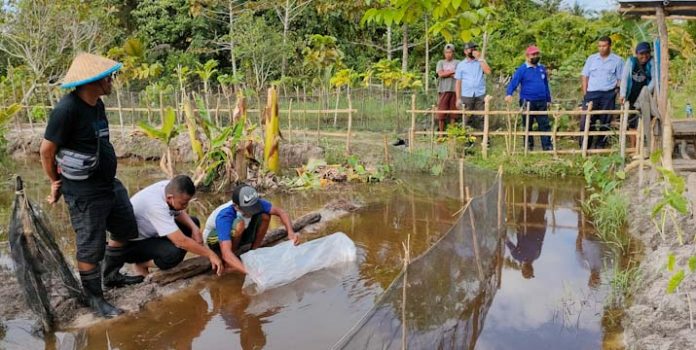 DKP Mubar Salurkan Bantuan 20 Ribu Benih Ikan Air Tawar kepada 11 Kelompok Budidaya