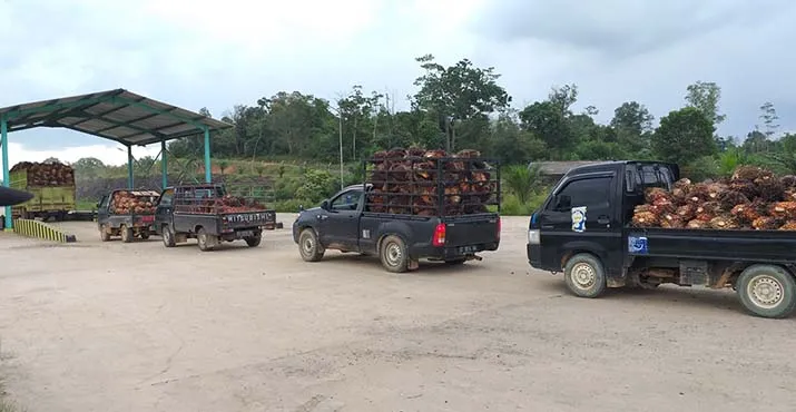 “Kampung Busuk” di Konawe, Warganya Hidup di Tengah Polusi Udara Pabrik Sawit (Bagian-2)