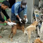 Cegah Penularan Rabies, Disbunak Kolut Vaksinasi Hewan Peliharaan Cegah Penularan Rabies, Disbunak Kolut Vaksinasi Hewan Peliharaan