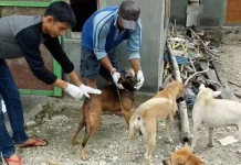 Cegah Penularan Rabies, Disbunak Kolut Vaksinasi Hewan Peliharaan Cegah Penularan Rabies, Disbunak Kolut Vaksinasi Hewan Peliharaan