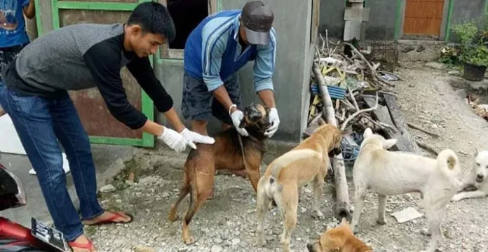 Cegah Penularan Rabies, Disbunak Kolut Vaksinasi Hewan Peliharaan