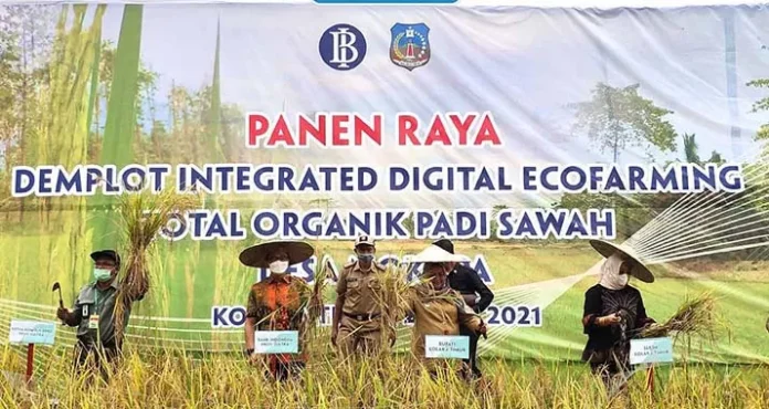 panen raya Teknologi Digital Eco Farming Tingkatkan Produksi Beras Organik di Koltim