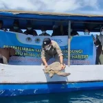 BKSDA Sultra dan BPSPL Makassar Lepas 2 Ekor Penyu Hijau ke Teluk Kendari BKSDA Sultra dan BPSPL Makassar Lepas 2 Ekor Penyu Hijau ke Teluk Kendari