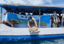 BKSDA Sultra dan BPSPL Makassar Lepas 2 Ekor Penyu Hijau ke Teluk Kendari BKSDA Sultra dan BPSPL Makassar Lepas 2 Ekor Penyu Hijau ke Teluk Kendari