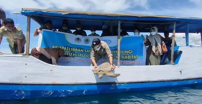 BKSDA Sultra dan BPSPL Makassar Lepas 2 Ekor Penyu Hijau ke Teluk Kendari