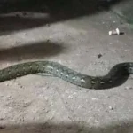 Ular Sanca Sepanjang 3,7 Meter Ditemukan di Anduonohu Ular Sanca Sepanjang 3,7 Meter Ditemukan di Anduonohu