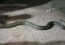 Ular Sanca Sepanjang 3,7 Meter Ditemukan di Anduonohu Ular Sanca Sepanjang 3,7 Meter Ditemukan di Anduonohu