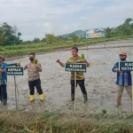 Musim Tanam Kedua, Petani di Konawe Keluhkan Harga Gabah Anjlok dan Pupuk Langka Musim Tanam Kedua, Petani di Konawe Keluhkan Harga Gabah Anjlok dan Pupuk Langka
